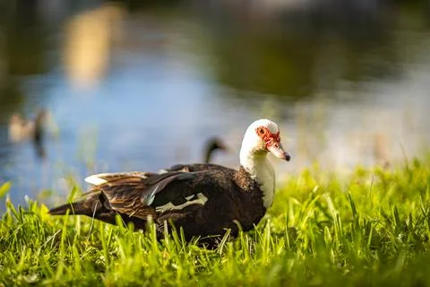 Ducks in the lake 스톡 사진