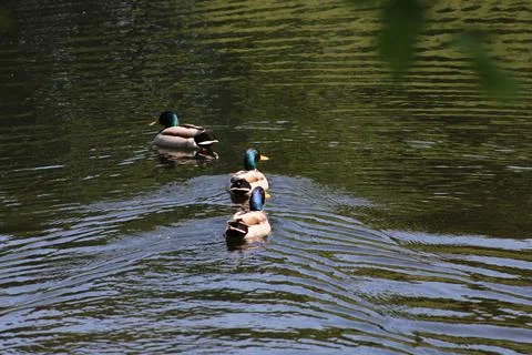 Ducks on lake Stock Photos