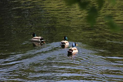 Ducks on lake Stock Photos
