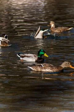 Ducks in the lake Stock Photos