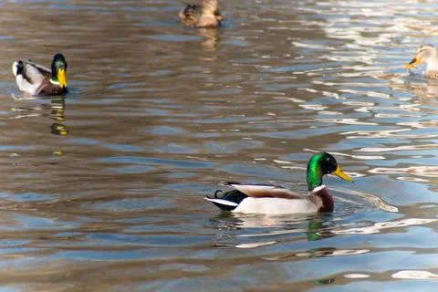 Ducks in the lake Stock Photos
