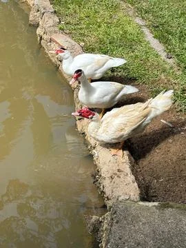 Ducks by the Lake Stock Photos