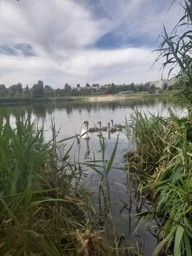 Ducks on the lake 스톡 사진