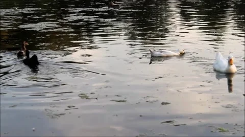 Ducks on lake pond 4 Stock Footage 41410814