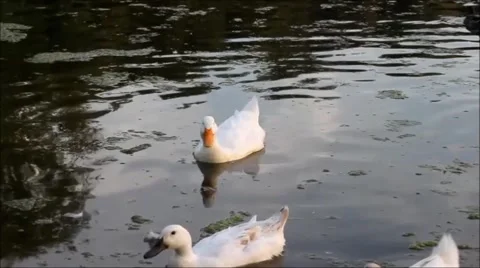 Ducks on lake pond Stock Footage 41410734