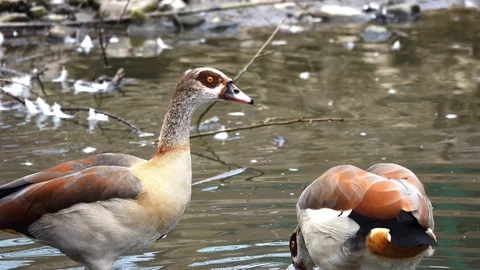 Ducks on the lake pond. Video stock 118058892