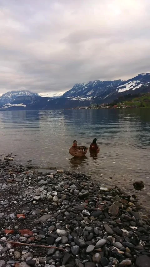 Ducks by the Lake with Scenic Mountain Views Stock Footage 292026684