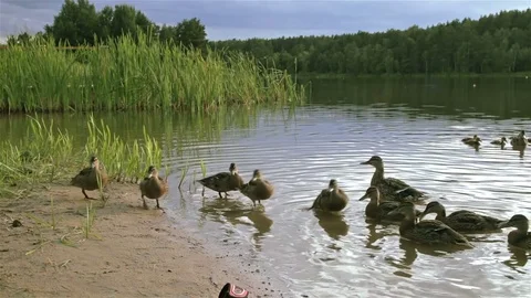 Ducks on the lake shore Stock Footage 77453192