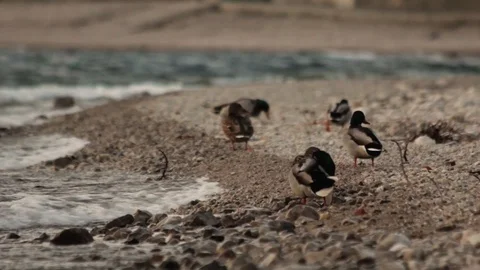Ducks on the lake shore Vidéo 111465882