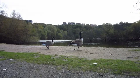 Ducks at Lake side bank Stock Footage 42844449