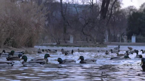Ducks on Lake, Slow Motion Stock Footage 150001809