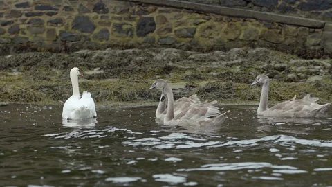 Ducks on a lake in slowmotion Stock Footage 88292594