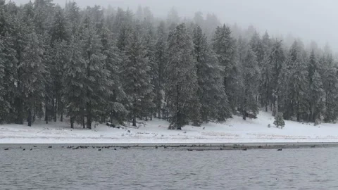 Ducks on a Lake Snowy Forest Stock Footage 168271710
