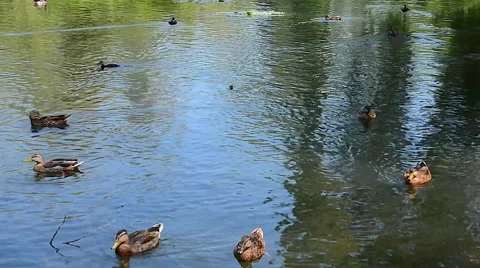 Ducks lake summer 01svv Stock Footage 47004387