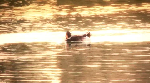 Ducks in the lake sunset Видео 35765388