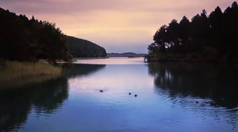 Ducks on a lake at sunset Stock Footage 41898942