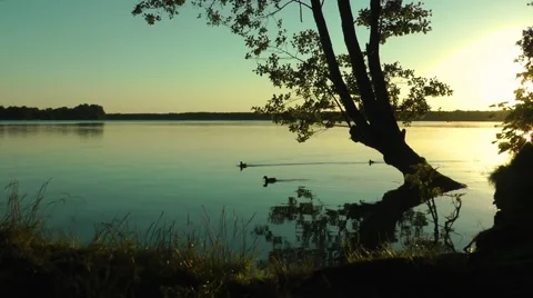 Ducks on a lake at sunset Video stock 53786187