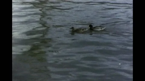 Ducks in Lake, Super 8 Stock Footage 49976669