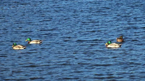 Ducks on a lake surface Stock Footage 68631456