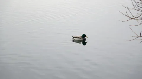 Ducks on lake surface Stock Footage 68632958