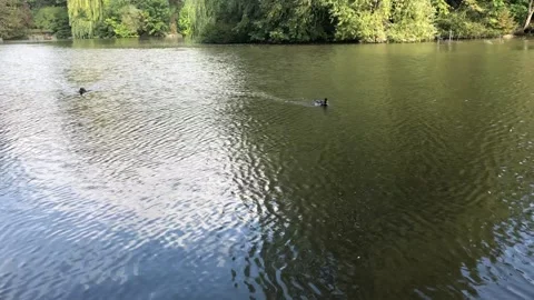 Ducks in a lake swimming towards the camera Stockbeeldmateriaal 140980073