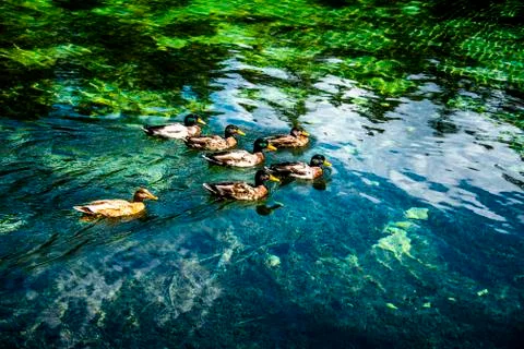 Ducks on the lake three Stock Photos