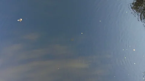 Ducks on the lake, top view Stock Footage 103657385