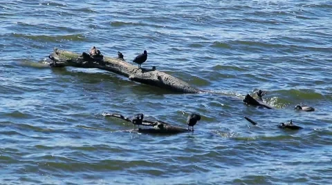 Ducks on the lake tree Stock Footage 66426570