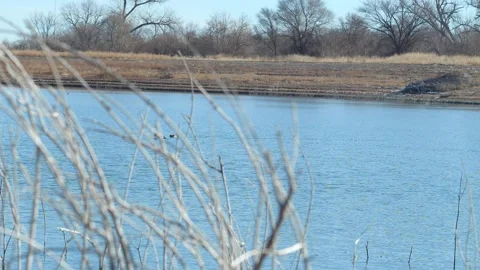 Ducks at a lake view 库存影片 170498030