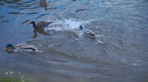 The ducks on the lake violently fighting each other for food. Slow mo, slo mo Stock Footage 64721948