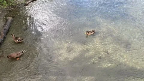 Ducks on Lake Washington Stock Footage