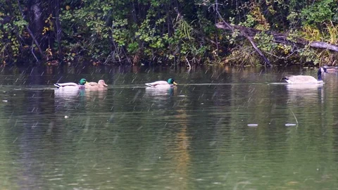 Ducks on a lake while it snows Stock Footage 128149048