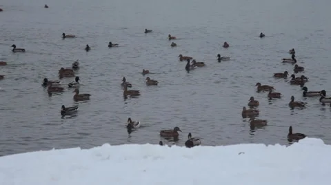 Ducks on the lake in winter Stock Footage 60071841