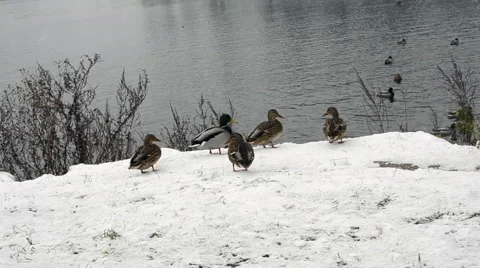 Ducks by a lake in winter Stock Footage 69063873