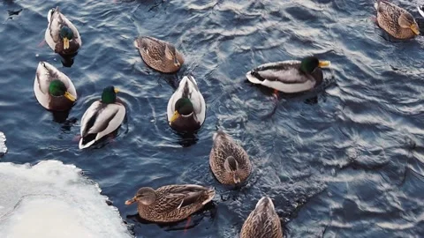 Ducks on lake in winter time Stock Footage 145069777