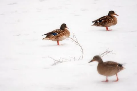 Ducks on a lake, winter time Stock Photos