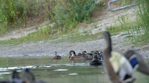 Ducks at Lakeshore with Blurred Wing Flapping Bird in Foreground Stockbeeldmateriaal 342130509