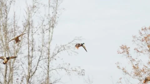 Ducks Landing Stock Footage 8983936