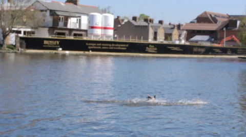 Ducks landing in the river Stock Footage 33629903