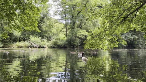 Ducks on a large pond Video stock 240312791
