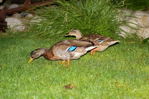 Ducks on the lawn. Stock Photos