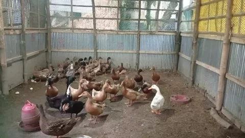 Ducks Laying Eggs In Tin Shed Farm At Morning With Eggs On Floor Stock Footage 341053662