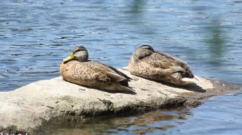 Ducks Laying on Rock on River Stock Footage 52758194