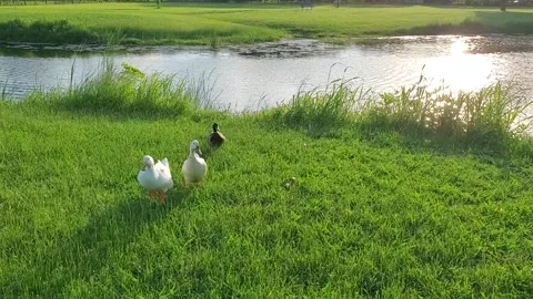 Ducks leave a pond for a quick stroll Stock Footage 156119119