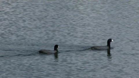 Ducks leaveframe Видео 324700