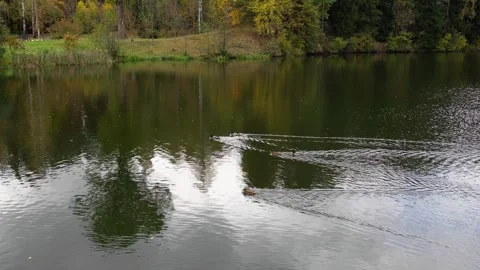 Ducks leaving v shaped wake while swimming on calm lake Stock Footage 297463223