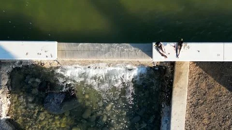 Ducks On Ledge Foto stock