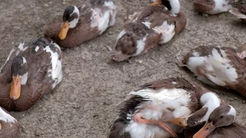Ducks lie on the ground and clean their feathers. Video stock 135818181