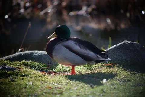 A duck's life Stock Photos