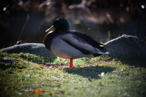 A duck's life Stock Photos